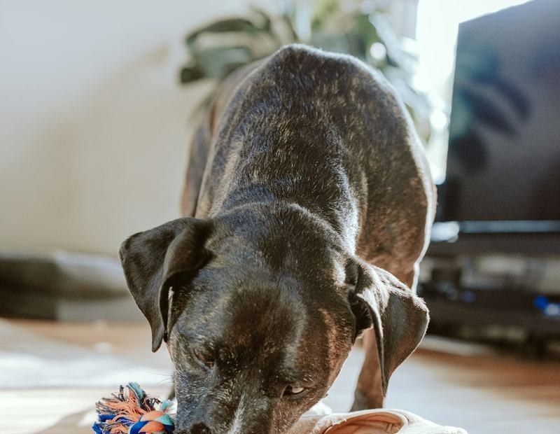 A brindle dog with its nose down over a rope toy on the wooden floor of a sunny living room
